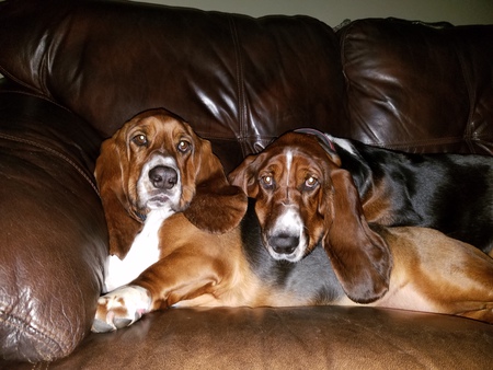 Entry image for Bo and Luke. Clicking this image will show a larger photo