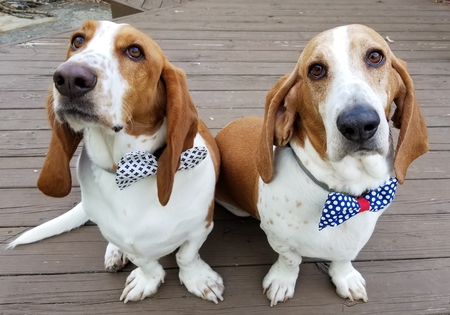 Entry image for Rufus and Copper . Clicking this image will show a larger photo