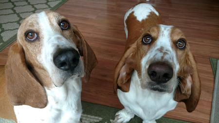 Entry image for Copper and Rufus. Clicking this image will show a larger photo