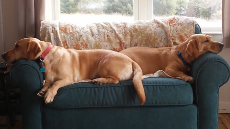 Entry image for Broly & Sophie. Clicking this image will show a larger photo