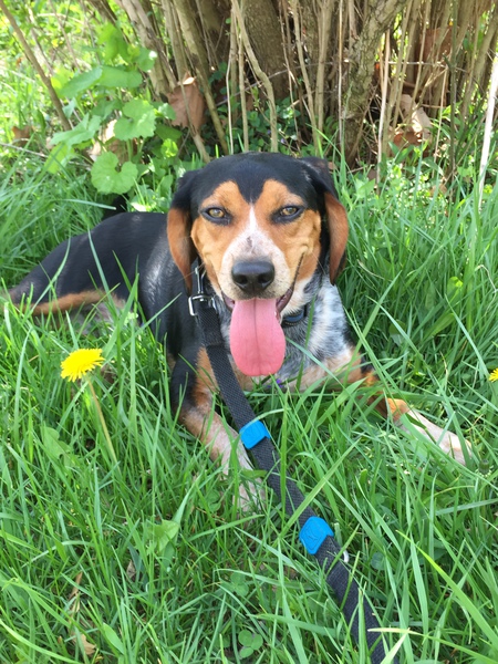 Entry image for Toby. Clicking this image will show a larger photo