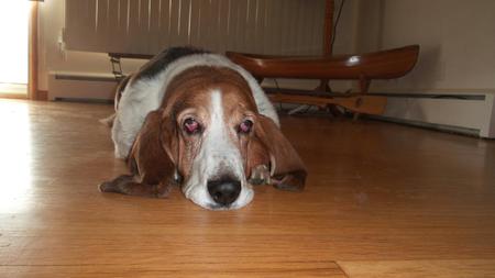 Entry image for Ginger . Clicking this image will show a larger photo