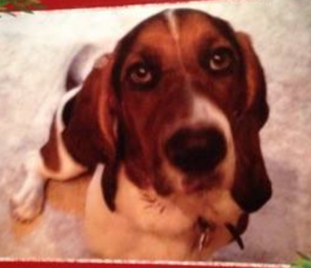 Entry image for Jagger. Clicking this image will show a larger photo