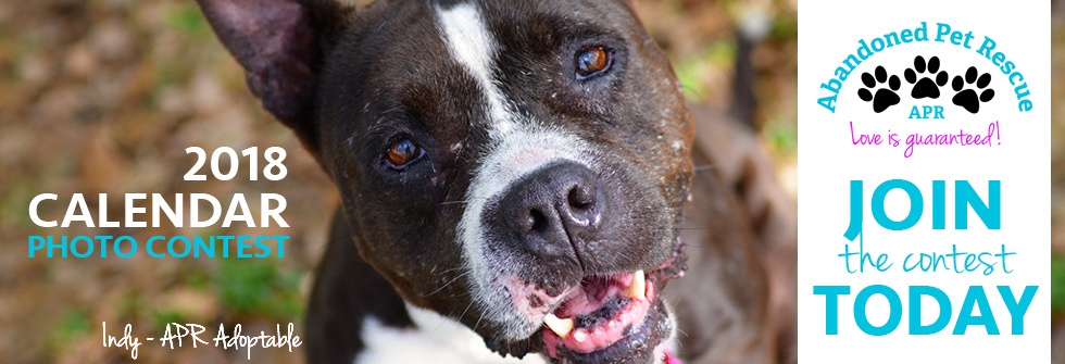 Banner for  “Love is Guaranteed” Abandoned Pet Rescue 2018 Photo Calendar