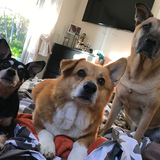 Entry image for Lulu, Leo and Kami