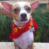 Entry image for Bruiser