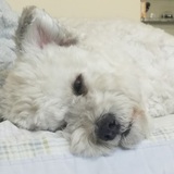 Entry image for Snoopy