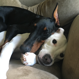 Entry image for Reggie and Rosie