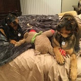 Entry image for Ranger and Max