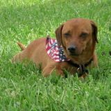 Entry image for Roscoe our wonder dog  