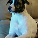 Entry image for Maggie ( formerly Phoenix) )