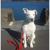 Entry image for Rosie