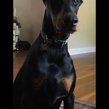 Entry image for REGGIE 