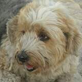 Entry image for Peewee