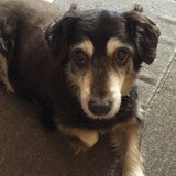 Entry image for Bailey