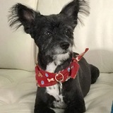 Entry image for Toby