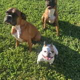 Entry image for Whisky(fawn), Calli(brindle), Brie(frenchie)