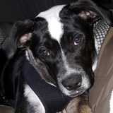Entry image for Missy