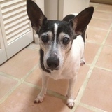 Entry image for Pepper