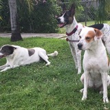 Entry image for Stella, Jillie & Milo
