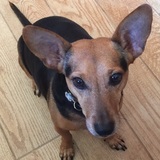 Entry image for Homer (Formerly Chi Chi)