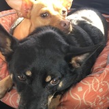 Entry image for Rocco and Porter Wilson