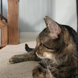 Entry image for Bubbles