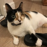 Entry image for Penelope 