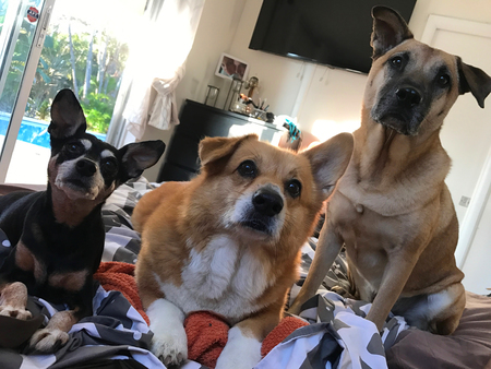 Entry image for Lulu, Leo and Kami. Clicking this image will show a larger photo