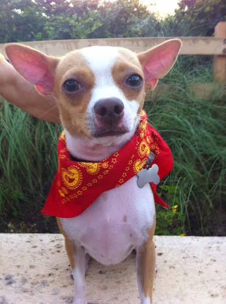 Entry image for Bruiser. Clicking this image will show a larger photo