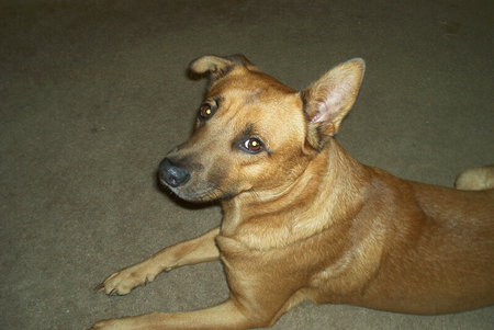 Entry image for Casey. Clicking this image will show a larger photo