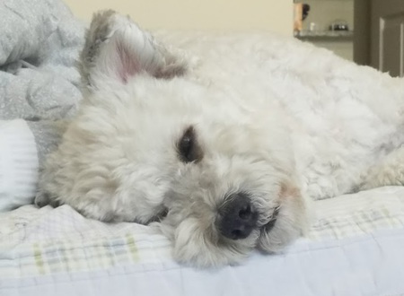 Entry image for Snoopy. Clicking this image will show a larger photo