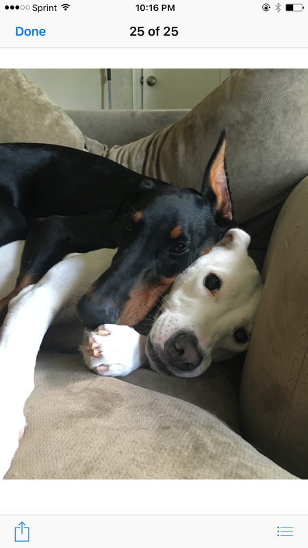 Entry image for Reggie and Rosie. Clicking this image will show a larger photo
