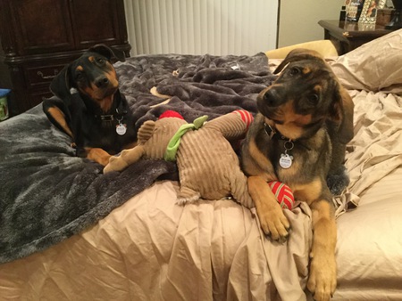 Entry image for Ranger and Max. Clicking this image will show a larger photo