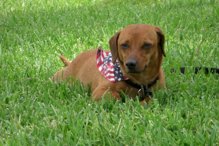 Entry image for Roscoe our wonder dog  . Clicking this image will show a larger photo