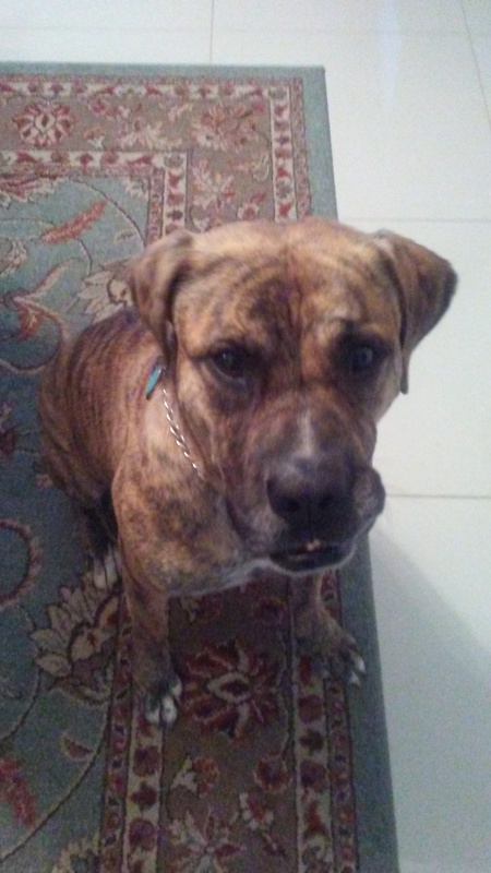 Entry image for Bo . Clicking this image will show a larger photo