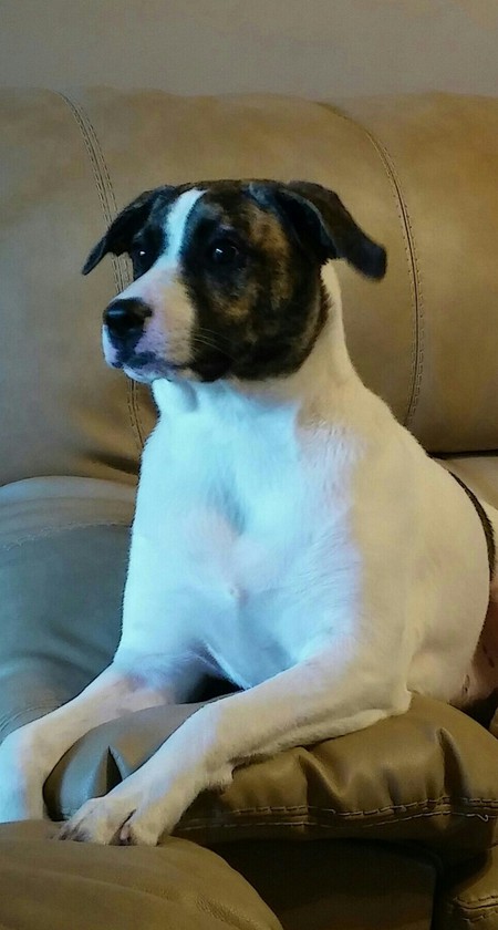 Entry image for Maggie ( formerly Phoenix) ). Clicking this image will show a larger photo