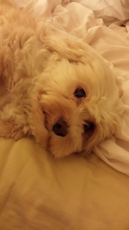 Entry image for Ashtin the WonderDog. Clicking this image will show a larger photo