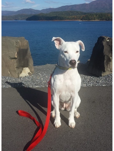 Entry image for Rosie. Clicking this image will show a larger photo