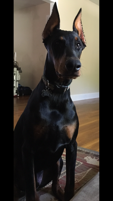 Entry image for REGGIE . Clicking this image will show a larger photo