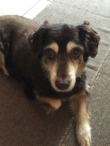 Entry image for Bailey. Clicking this image will show a larger photo