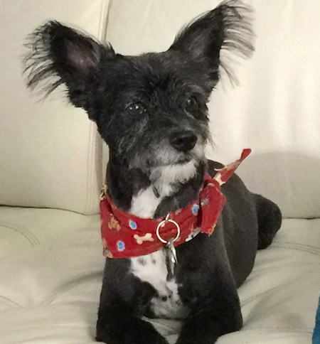 Entry image for Toby. Clicking this image will show a larger photo