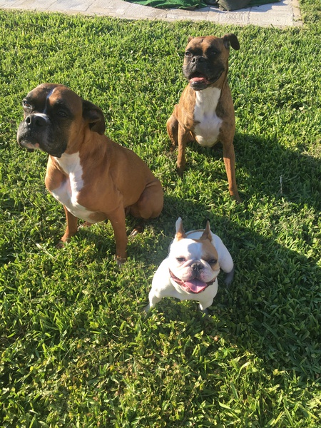 Entry image for Whisky(fawn), Calli(brindle), Brie(frenchie). Clicking this image will show a larger photo