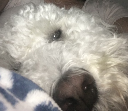Entry image for Louie. Clicking this image will show a larger photo