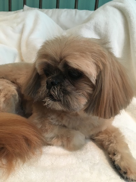 Entry image for CoCo. Clicking this image will show a larger photo