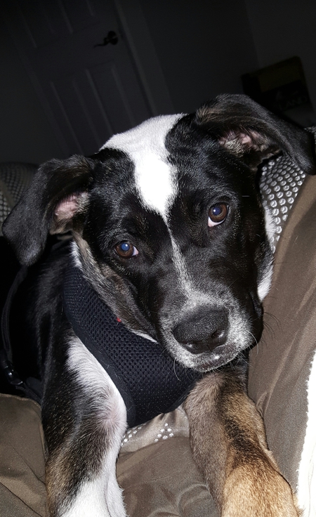 Entry image for Missy. Clicking this image will show a larger photo