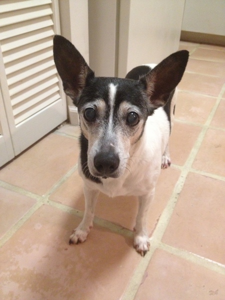 Entry image for Pepper. Clicking this image will show a larger photo