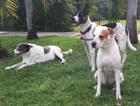Entry image for Stella, Jillie & Milo. Clicking this image will show a larger photo