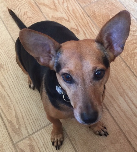 Entry image for Homer (Formerly Chi Chi). Clicking this image will show a larger photo