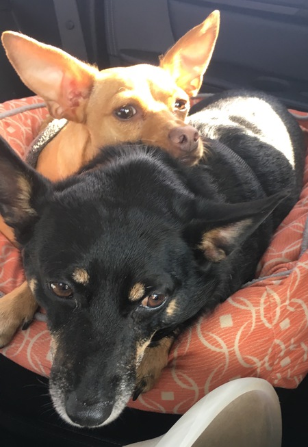Entry image for Rocco and Porter Wilson. Clicking this image will show a larger photo